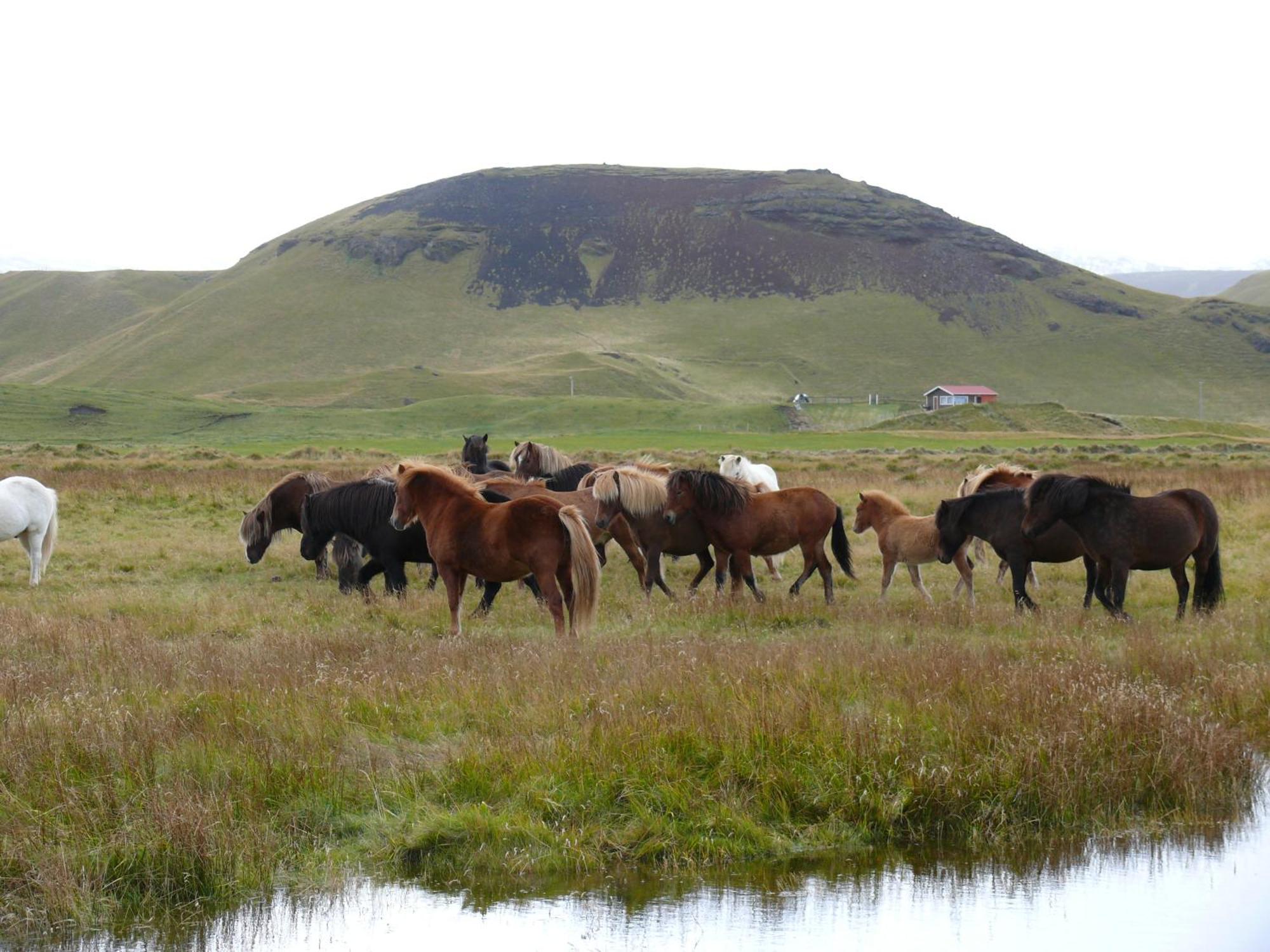 Guesthouse Vellir Vík Kültér fotó